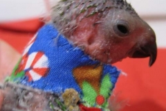 Bird-Kollar-closeup