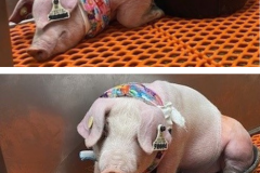 pig-wearing-kitty-kollar