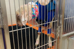 sheep-wearing-kitty-kollar