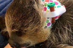Sloth wearing Kitty Kollar