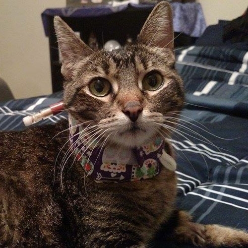 Kitty Kollar Gallery Kitty Kollar