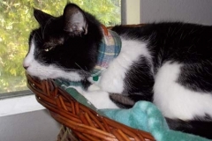 Bloopi-napping-in-Kitty-Kollar