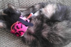 Bones-Dowling-rocks-the-pink-leopard-Kitty-Kollar