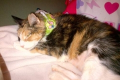 Bonnie-in-NY-with-green-Kitty-Kollar-to-match-her-eyes