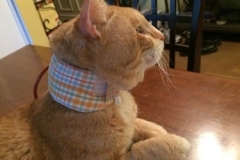 Bosco-wearing-his-Kitty-Kollar