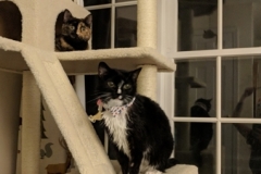 Bouse-playing-with-a-pal-in-her-Kitty-Kollar