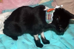 Brindle-new-Kitty-Kollar