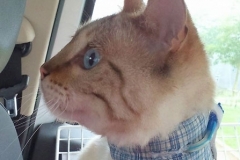 Caassius-in-Scotland