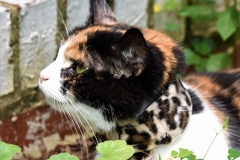 Callie-relaxing-in-her-Kitty-Kollar