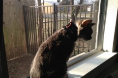 Camper-is-a-Happy-Camper-with-his-Kitty-Kollar