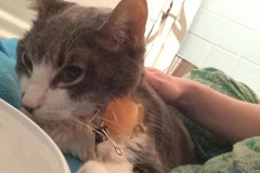 Cashew-from-NYACC-Rescue-patiently-waiting-for-Kitty-Kollar-syringes