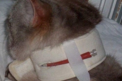 Chloe-Stech-Kitty-Kollar