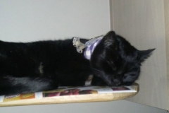 Christina-Ferguson-and-Princess-Sugar-Kittykins