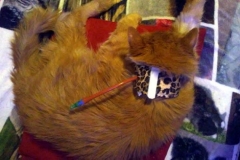 Cody_relaxing_in_his_leopard_print_Kitty_Kollar