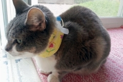 Daisy-wearing-her-daisy-print-Kitty-Kollar