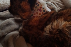 Delia-relaxing-for-a-bit-in-her-Kitty-Kollar