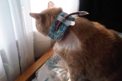 Digger-Frampton-in-Toronto-Canada-Kitty-Kollar