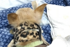 Dobby-mixing-stripes-with-his-leopard-print-Kitty-Kollar