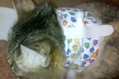 Eating-normally-with-Kitty-Kollar