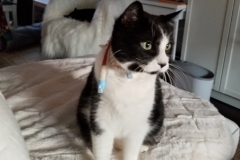 Ernie-deep-in-thought-in-his-Kitty-Kollar