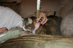 Feeding-with-Kitty-Kollar