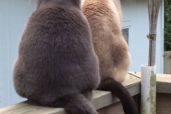 Finn-in-with-friend-Maddie-in-Raleigh