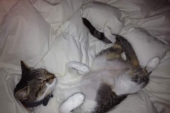 Gary-the-chill-California-cat-Kitty-Kollar