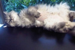 Hermes-in-San-Diego-finally-can-relax-with-Kitty-Kollar