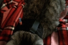 Hermione-taking-a-nap-in-her-Kitty-Kollar