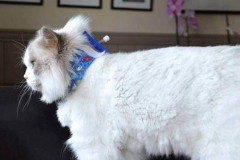 Humphrey-from-Norway