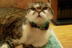 Ian-the-Scottish-Fold-in-Tartan-Kitty-Kollar