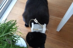 Ivory-waiting-for-dinner-in-her-Kitty-Kollar