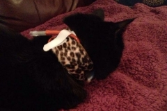 Jaclyns-cat-in-leopard-print-Kitty-Kollar