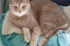 Jangles-Kitty-Kollar