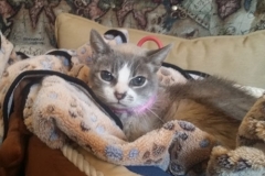 Jazz-chilling-out-in-her-Kitty-Kollar