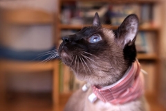 Jazzbeaux-looking-handsome-in-his-Kitty-Kollar