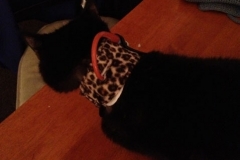 Jesse-looks-fab-in-his-Kitty-Kollar