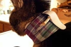 Joey-in-Utah-plaid-Kitty-Kollar