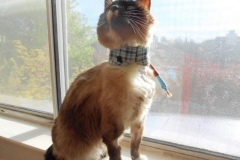 Jolie-Salierno-Kitty-Kollar