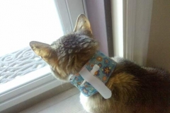 Kita-Card-Kitty-Kollar