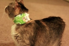 Kita-Card-with-Spring-Kitty-Kollar