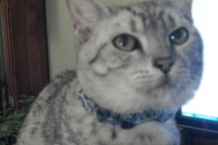 Kitty-Rahn-from-Minnesota-in-Kitty-Kollar