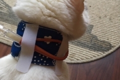 Kitty-wearing-a-double-Velcro-Kitty-Kollar