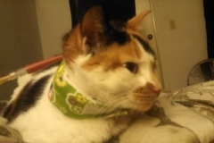 Kiwi-Foyt-in-California-Kitty-Kollar