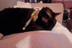 Kiwi-sporting-her-new-duds