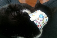 Leo-snoozing-in-his-paw-print-Kitty-Kollar