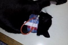 Leo-wearing-his-new-Kollar