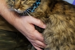 Little-B-sporting-a-blue-leopard-print-Kitty-Kollar