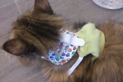 Little-Tiger-from-Taiwan