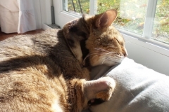 Lola-warm-and-cozy-in-her-Kitty-Kollar